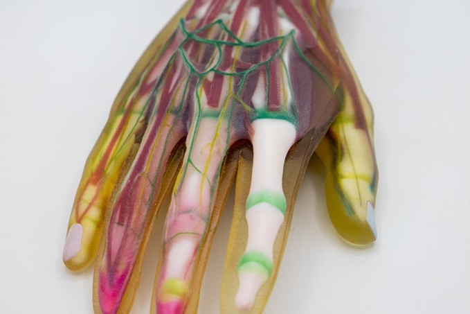 Anatomische Modelle